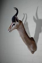 Uncommon Gerenuk from ROWLAND WARD Taxidermie wandmontage -, Verzamelen, Dierenverzamelingen, Nieuw