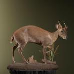 Muntjak Taxidermie volledige montage - Muntiacus reevesi -, Nieuw