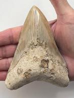 Megalodon tand 12,0 cm - Fossiele tand - Carcharocles