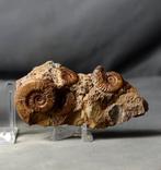 Extra mooie meervoudige ammoniet associatie - Gefossiliseerd, Verzamelen, Mineralen en Fossielen