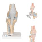 Anatomie model knie (3-delig, doorsnede), Verzenden, Nieuw