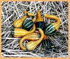 Spoon kalebas 5000 zaden, Hobby en Vrije tijd, Knutselen, Nieuw, Ophalen of Verzenden