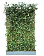 Hedera Hibernica scherm 120x180 cm Warentuin Natuurlijk, Tuin en Terras, Planten | Tuinplanten, Verzenden