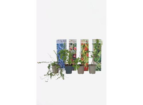 Smoothie mix - Goji bes, Blueberry, Cranberry, Kiwi-bes, Huis en Inrichting, Kamerplanten, Verzenden
