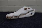 Large Nile Crocodile Schedel - Crocodylus niloticus (with, Nieuw