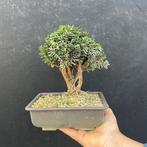 Conifeer bonsai (Taxus) - Hoogte (boom): 22 cm - Diepte