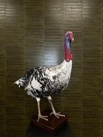 Kalkoen Taxidermie Opgezette Dieren By Max, Ophalen of Verzenden, Nieuw, Vogel, Opgezet dier