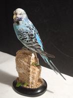 Grasparkiet Taxidermie volledige montage - Melopsittacus, Nieuw