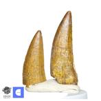 Fossiele tand - Set of 2 Nicely Preserved Suchomimus