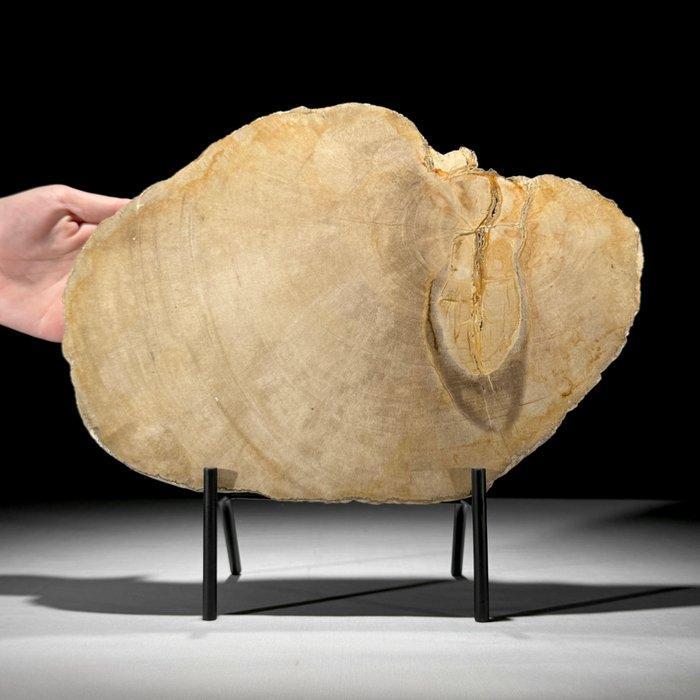 Schitterende plak petrified hout op een op maat gemaakte, Antiek en Kunst, Kunst | Designobjecten