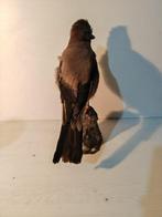 Gaai Taxidermie volledige montage - Garrulus glandarius - 32, Nieuw