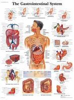 Anatomie poster spijsvertering (gelamineerd, 50x67 cm) + ..., Verzenden, Nieuw