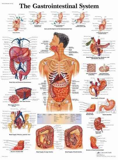 Anatomie poster spijsvertering (gelamineerd, 50x67 cm) + ..., Sport en Fitness, Overige Sport en Fitness, Verzenden