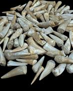 Vis - Fossiele tand - Enchodus (Zonder Minimumprijs), Verzamelen, Mineralen en Fossielen