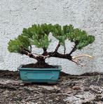 Jeneverbes bonsai (Juniperus) - Hoogte (boom): 16 cm -
