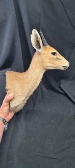Schouder Afrikaanse Commun Duiker Taxidermie volledige, Nieuw