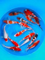 Hirasawa Marusei 22-27cm (Japanse Koi), Dieren en Toebehoren, Karper of Koi