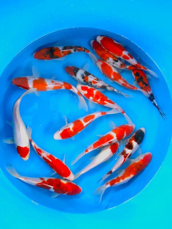 Hirasawa Marusei 22-27cm (Japanse Koi), Dieren en Toebehoren, Vissen | Vijvervissen, Karper of Koi
