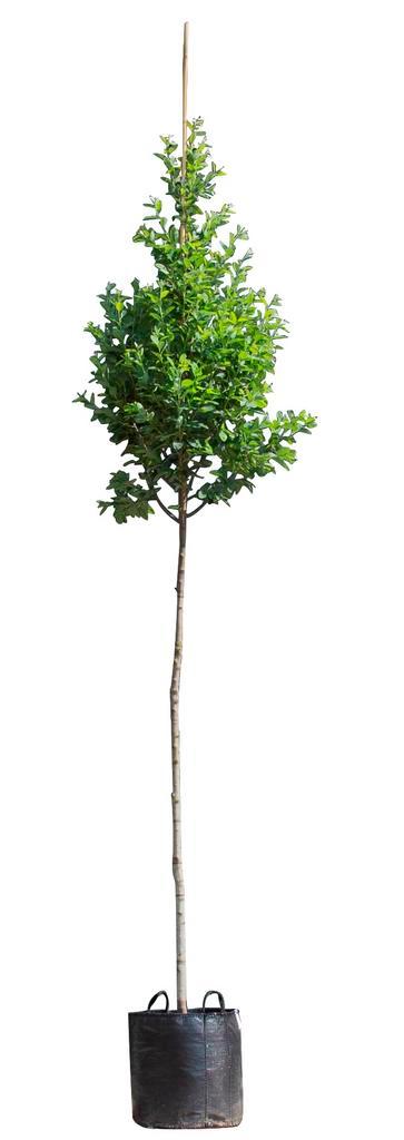 Zuil krentenboom Amelanchier can. Rainbow Pillar 350 cm, Tuin en Terras, Planten | Tuinplanten, Verzenden