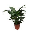 Spathiphyllum Sweet Silvana - Ø24cm - 80cm, Huis en Inrichting, Verzenden, Nieuw