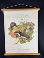 Schoolplaat: Veldspitsmuis - Erich Kramer - Schoolkaart (5), Antiek en Kunst