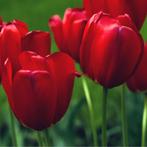 20x Tulpenbollen Seadov – Dieprode Tulp, Verzenden