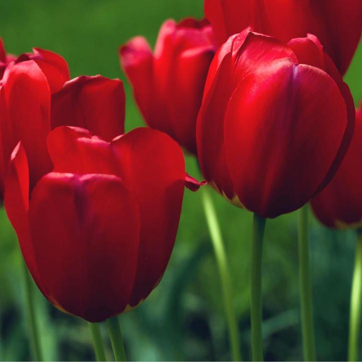 20x Tulpenbollen Seadov – Dieprode Tulp, Tuin en Terras, Bloembollen en Zaden, Verzenden