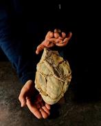 natuurlijke septaria Vrije vorm - Hoogte: 20 cm - Breedte:, Verzamelen, Mineralen en Fossielen