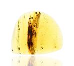 Birmese Amber, Araneae: Araneida (Spin), insecteninsluitsels