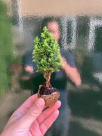 Ceder bonsai (Cedrus) - Hoogte (boom): 12 cm - Diepte