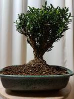 Buxus Harlandii bonsai in bonsaischaal - Hoogte (boom): 25, Antiek en Kunst