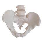Anatomie model bekken en lumbale wervelkolom man, Nieuw