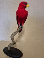 rode lori Taxidermie volledige montage - Eos bornea - with, Verzamelen, Nieuw