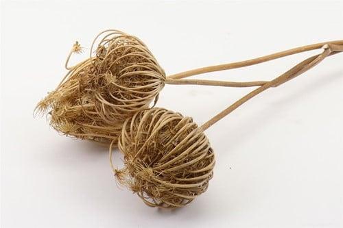 Dill Anethum droogbloemen Bundel 3pc L50.0, Huis en Inrichting, Woonaccessoires | Kunstplanten en Kunstbloemen, Nieuw, Ophalen of Verzenden