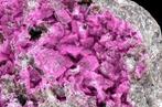 Heerlijke intense fuchsia Cobaltoaanse Dolomiet uit de