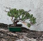 Jeneverbes bonsai (Juniperus) - Hoogte (boom): 21 cm -