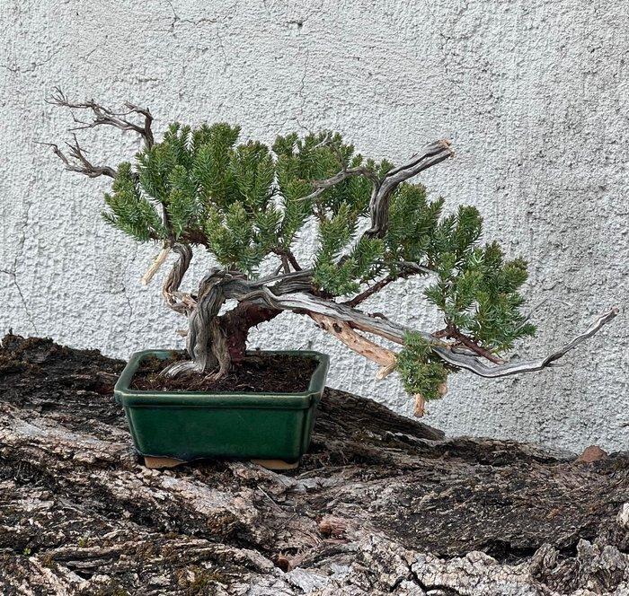 Jeneverbes bonsai (Juniperus) - Hoogte (boom): 21 cm -, Antiek en Kunst, Curiosa en Brocante