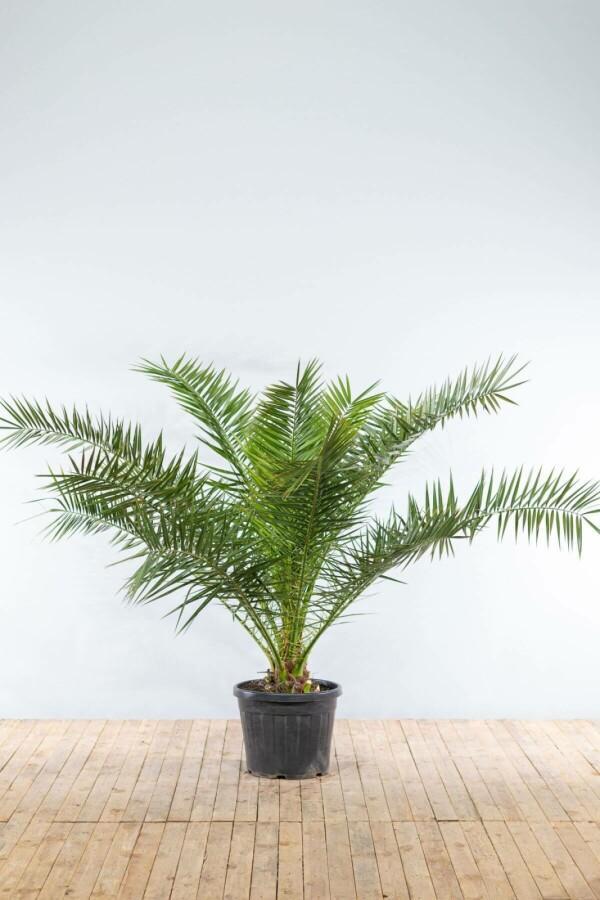 Canarische Dadelpalm / Phoenix Canariensis struik 150-175 cm, Tuin en Terras, Planten | Tuinplanten