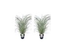 Miscanthus Red Chief gras - set van 2, Huis en Inrichting, Verzenden