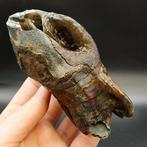 Wolharige neushoorn - Fossiele tand - Coelodonta, Verzamelen, Mineralen en Fossielen