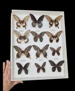Giant Butterfly -Papilio - Formose - Asia -Indonesia  (50X39, Nieuw
