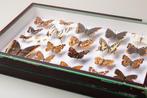 Vlinders van Europa - Antieke entomologiecollectie van, Verzamelen, Nieuw