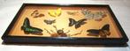 Vlinder Taxidermie wandmontage - Charaxes Bernardus, Phoebis, Nieuw