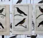 [Ornithology] Ambroise Tardieu - Birds - Set of 16 Engraved
