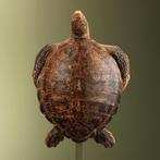 Schildpad Antiek Taxidermie Opgezette Dieren By Max, Verzamelen, Dierenverzamelingen, Ophalen of Verzenden, Nieuw, Reptiel of Amfibie