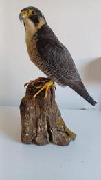 Slechtvalk Taxidermie volledige montage - Falco peregrinus, Nieuw