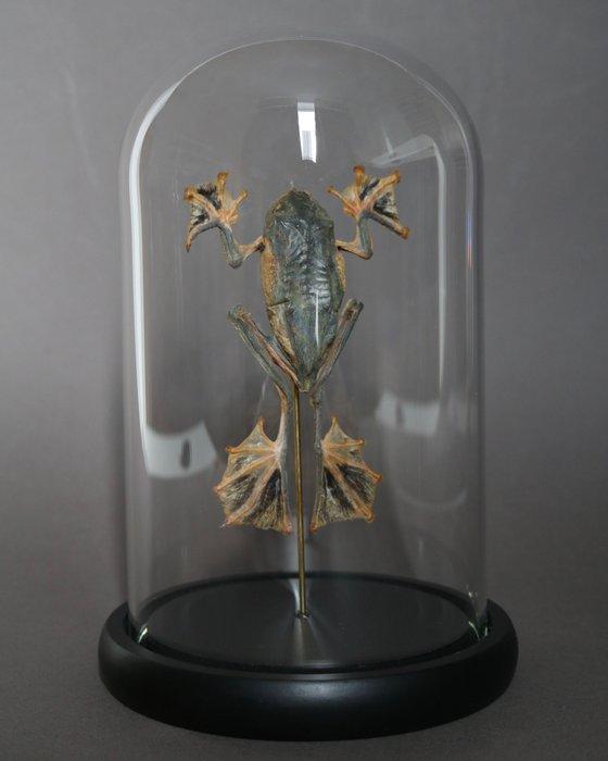 Kikker Taxidermie volledige montage - Racophorus reinwardtii, Antiek en Kunst, Curiosa en Brocante