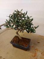 Olijf bonsai (Olea europaea) - Hoogte (boom): 25 cm - Diepte