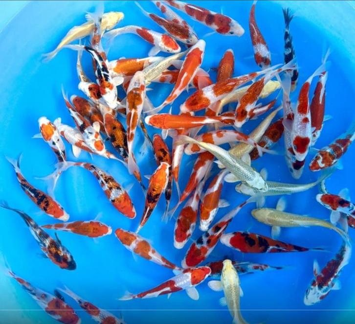 Sakazume 13-15cm (Japanse Koi), Dieren en Toebehoren, Vissen | Vijvervissen, Karper of Koi