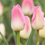 20x Tulpenbollen Dynasty – Roze Tulp, Verzenden